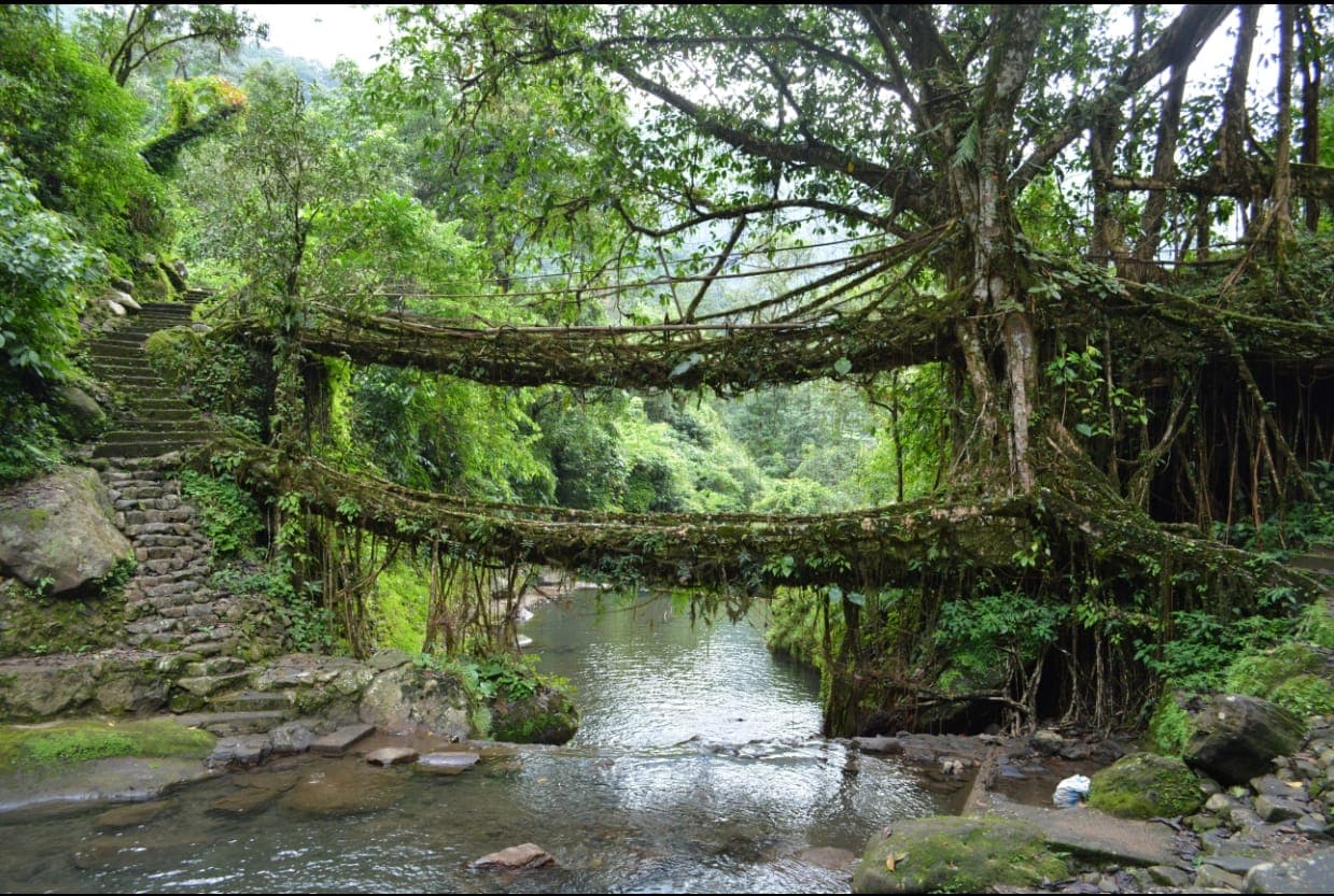 Nongriat Village: The Hidden Home of the Living Bridge & Location