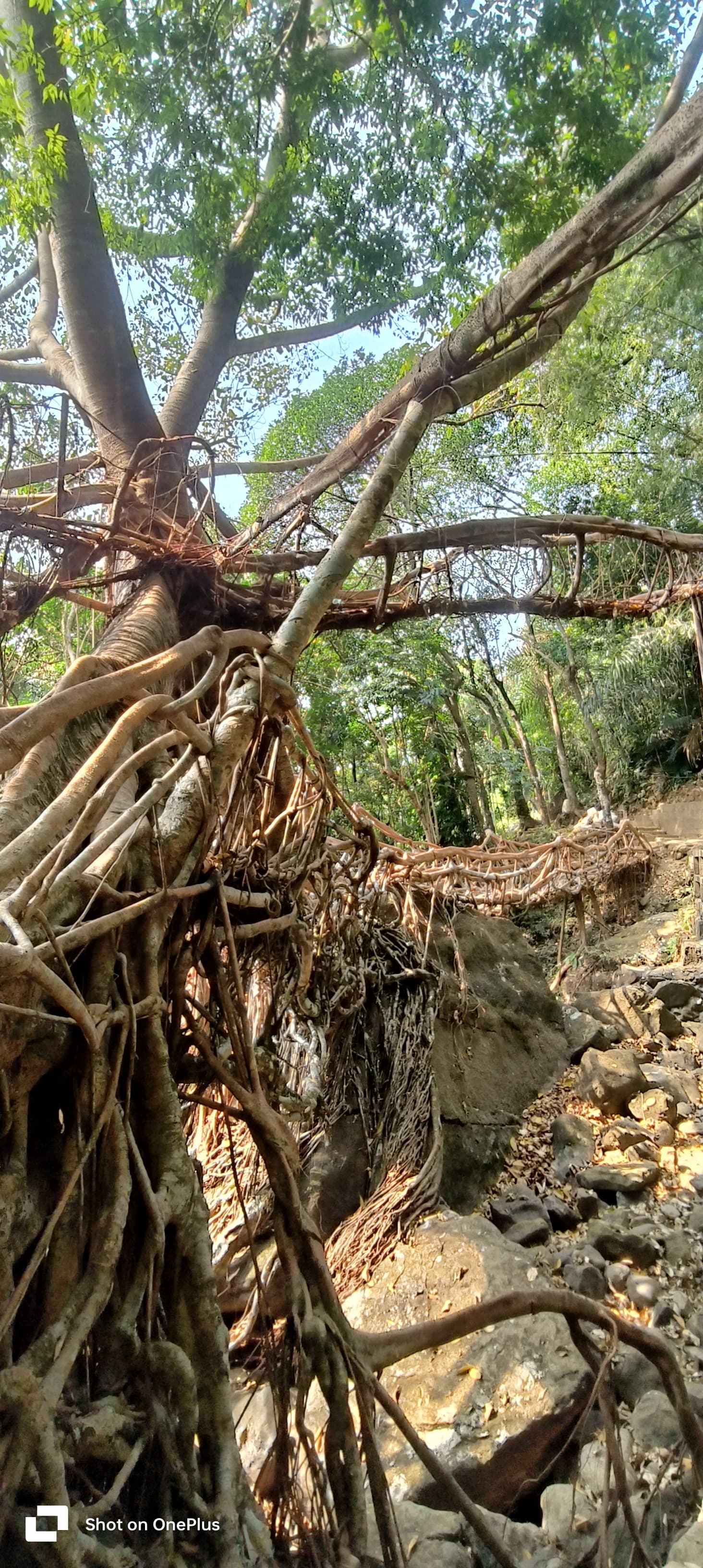 Experiencing the Double Decker Living Root Bridge & Photography