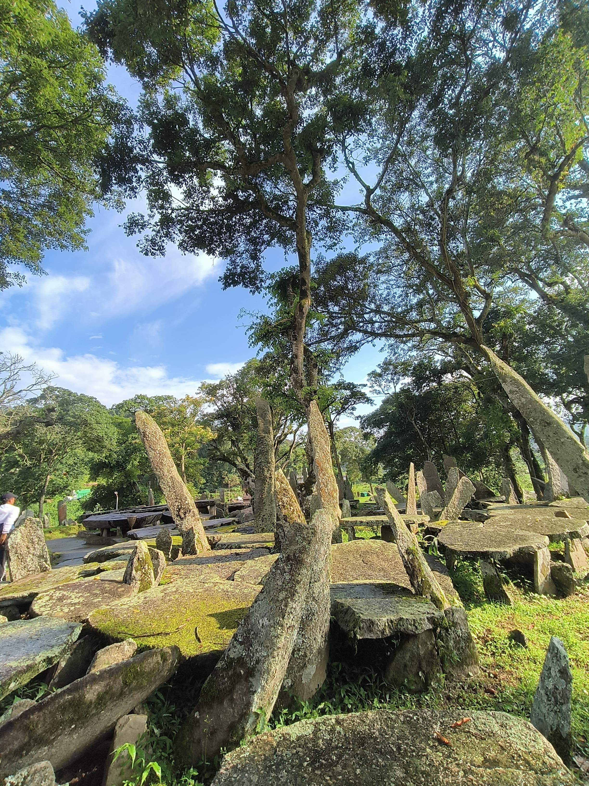 Living Root Bridges Beyond the Famous Double Decker Bridge