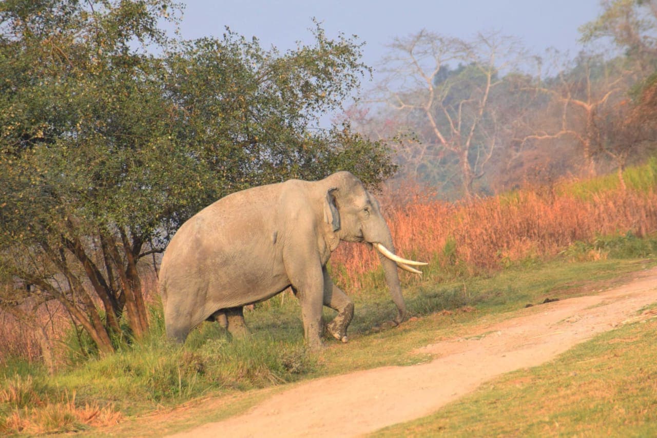 Wildlife of Manas: Mammals, Birds, Reptiles & Photography