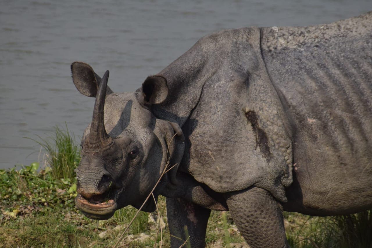 Safari Experience & Safari Zones (Bansbari, Bhuyanpara, Panbari)