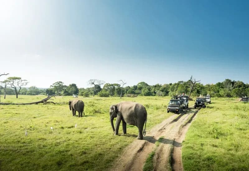 Kaziranga Jeep Safari Overview