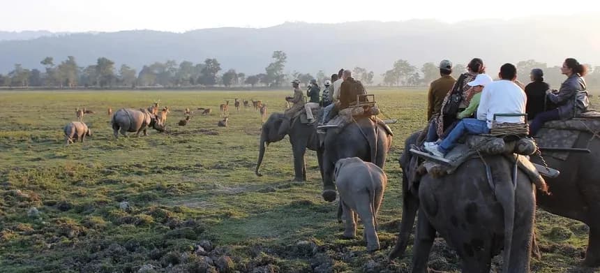 Kaziranga Elephant Safari