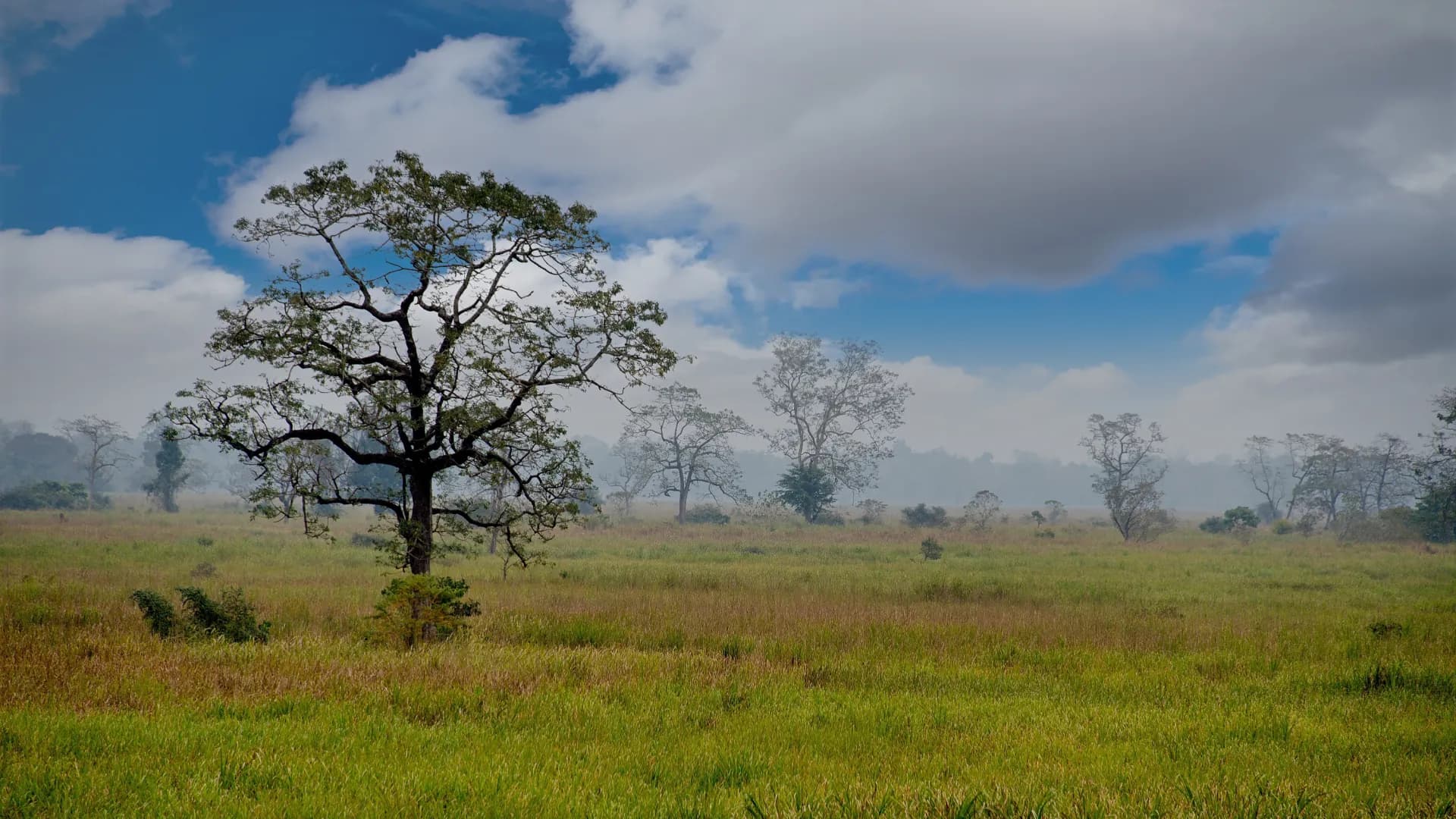 The Complete Kaziranga Jeep Safari & Wildlife Guide